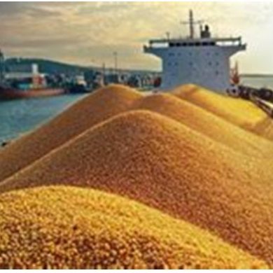 Corn